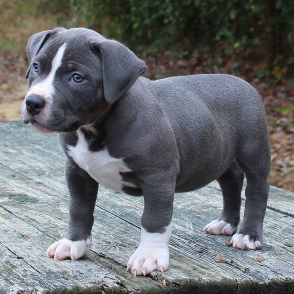 Pitbulls: The Most Misunderstood Dog - Picture 9 of 11